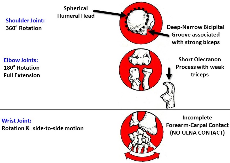 <p><span><strong>Shoulder joint:</strong>&nbsp;360 degrees rotation, spherical&nbsp;humeral head</span></p><p><span><strong>Elbow joint:</strong>&nbsp;180 degrees rotation, full&nbsp;extension&nbsp;due to short&nbsp;olecranon process</span></p><p><span><strong>Wrist joint:</strong>&nbsp;flexible due to incomplete wrist bone contact</span></p>