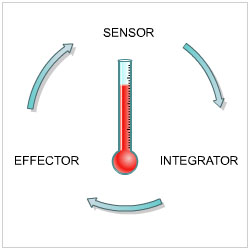 process by which organisms maintain a relatively stable internal environment
