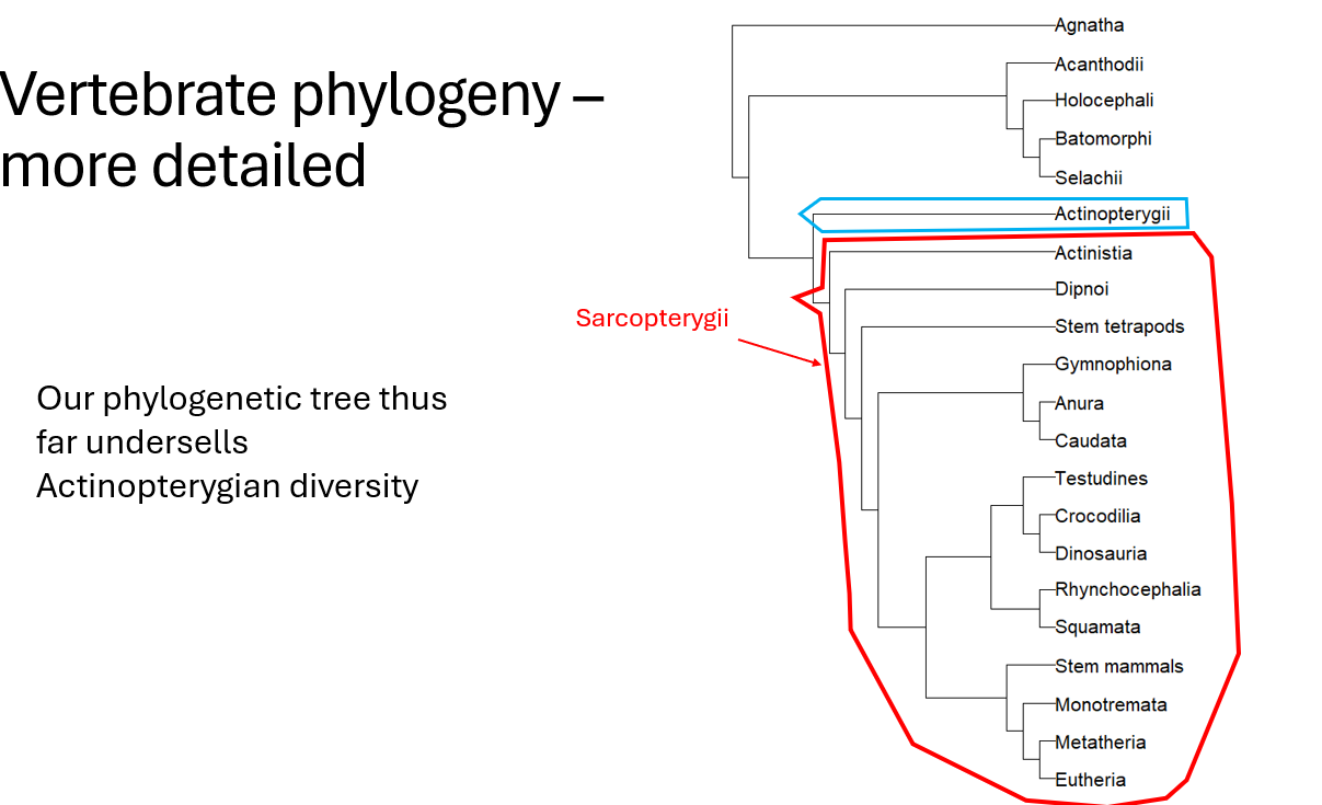 <p><span>Sarcopterygii</span></p>