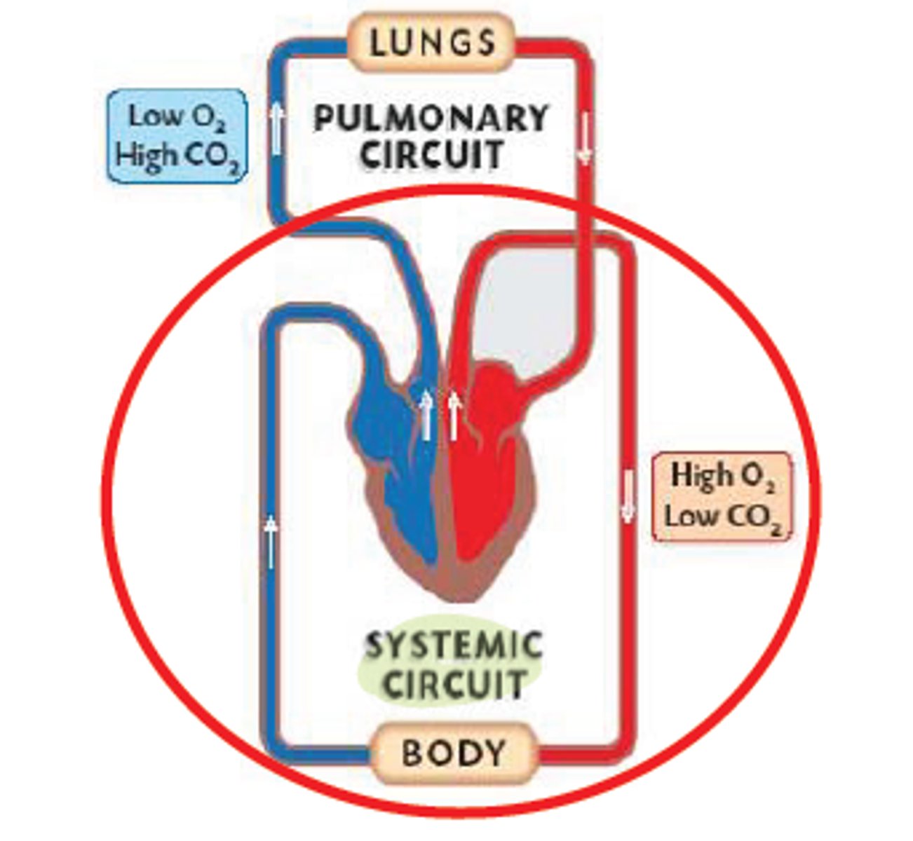 <p>carries blood between the left heart towards the body and back to the right heart --> delivers oxygenated blood to body</p>