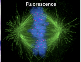 <ul><li><p>Fluorescent marker to tag certain structures </p></li><li><p>Assist in visually locating protein expression within a cell </p></li><li><p>Uses </p><ul><li><p>Thin slices of living samples </p></li><li><p>Can look at protein expression and specific parts of cell (chromosomes during mitosis) </p></li></ul></li></ul><p></p>