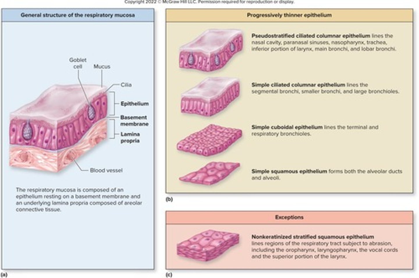 <p>Mucous membrane lining respiratory tract.</p>