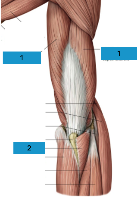 <p>Dorsale bovenarmspieren</p>