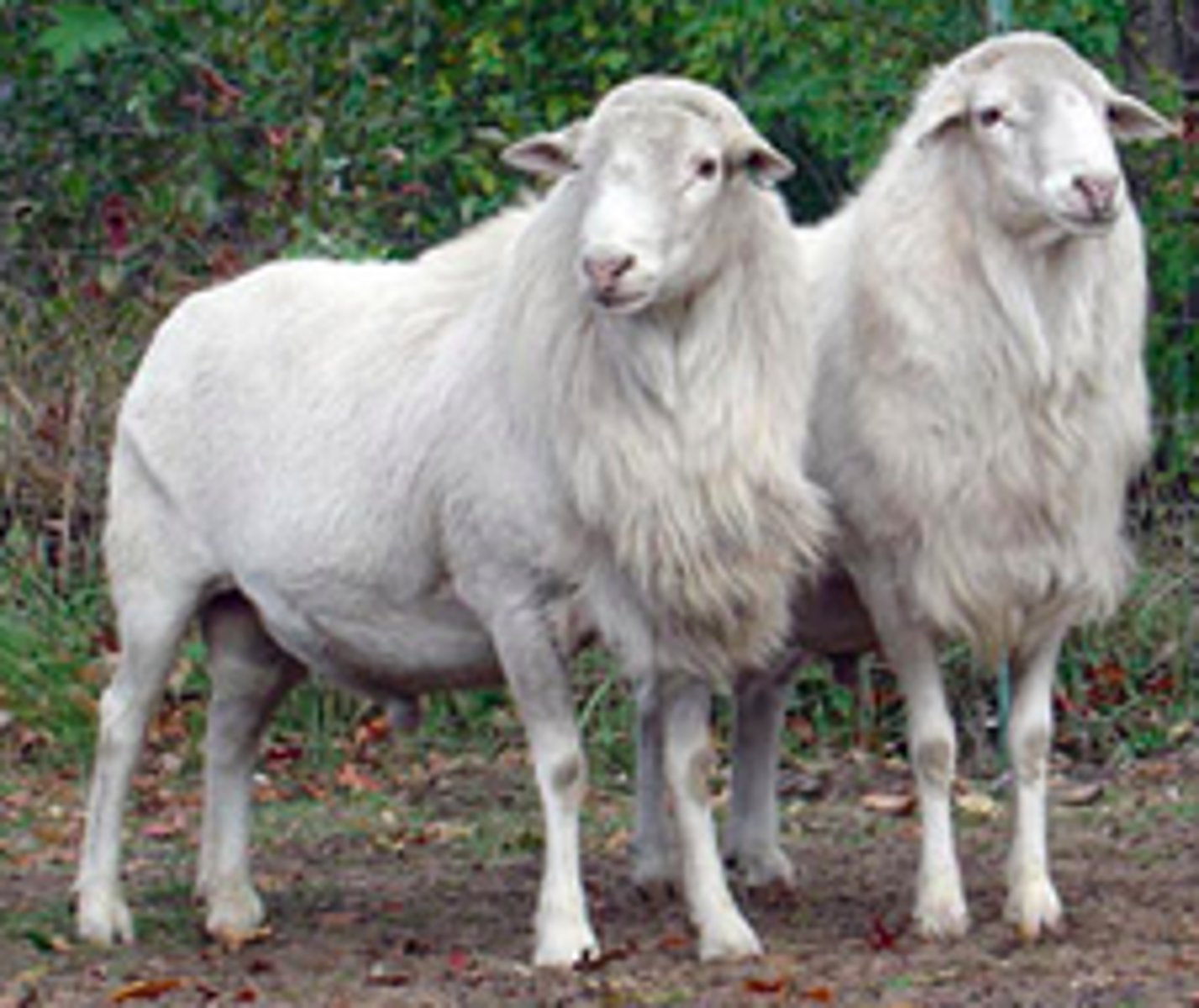 <p>shed</p><p>from parasite infested virgin islands</p><p>white</p><p>good moms and prolific</p><p>can breed back while lactating, rare unpredictable in other species/ breeds but st croix doesnt have a lactation anestrus (means could have multiple lamb crops per year, maximize production)</p><p>fine boned and light muscled</p>