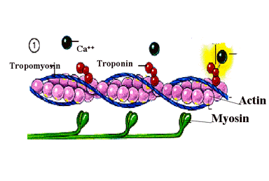<p><mark data-color="blue">Sliding filament theory</mark></p><p>Can you label, describe and explain what this diagram is/shows?</p>