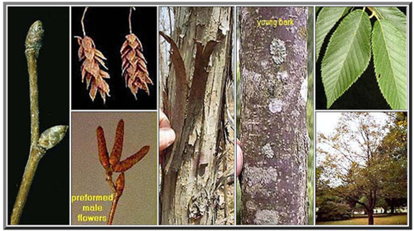 <ul><li><p>highly serrate</p></li><li><p>hope-like catkins</p></li><li><p>alternate leaf</p></li></ul><p>Species</p>