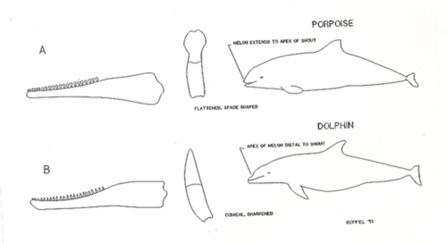 <p>dolphin</p><p>- longer snout</p><p>- pointy teeth</p><p>porpoise:</p><p>-shorter snout</p><p>-flattened teeth</p>
