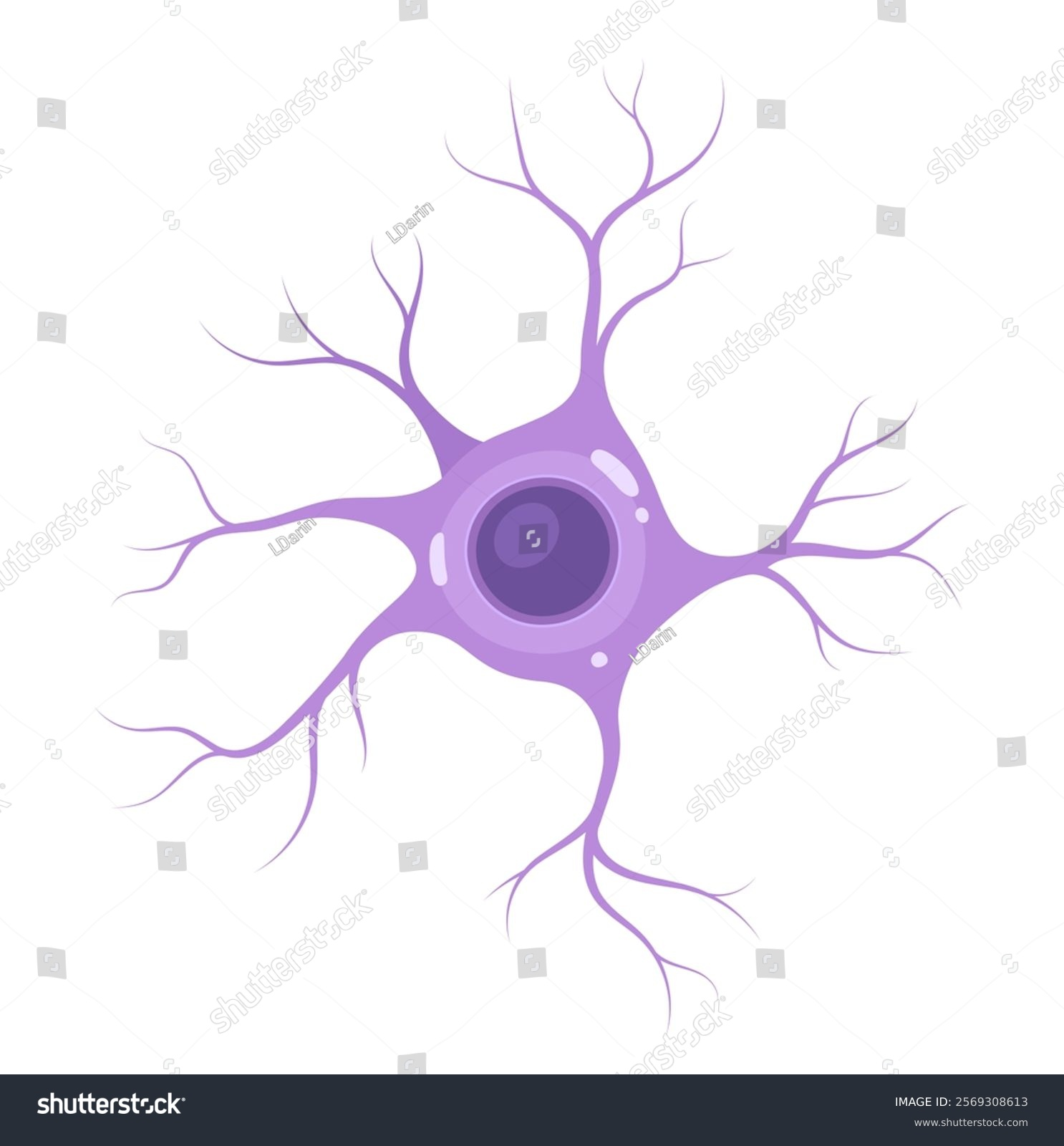 <p>What is the classification of this neurone?</p>