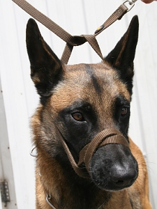 <p>Leash Dog Muzzle</p>
