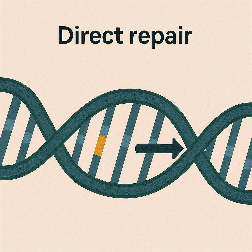 <p>Direct repair</p>