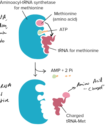 covalently couple each amino acid to its appropriate set of tRNA molecules → makes it **charged** and primed for translation