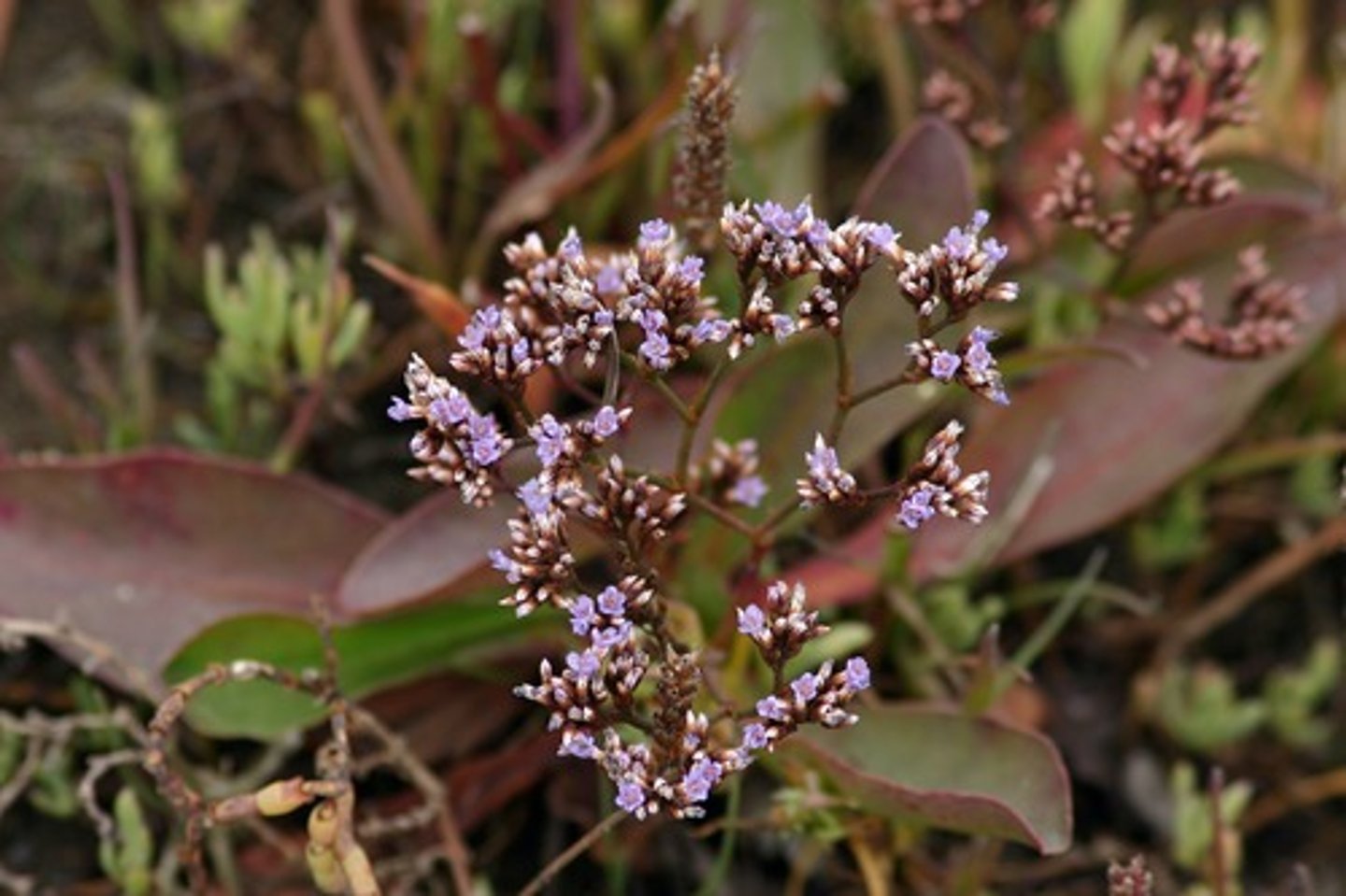 <p>Sea lavender</p>