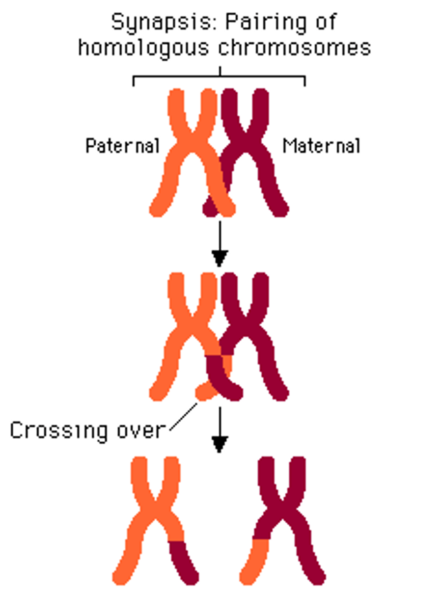 <p>pairing of homologous chromosomes; crossing over</p>