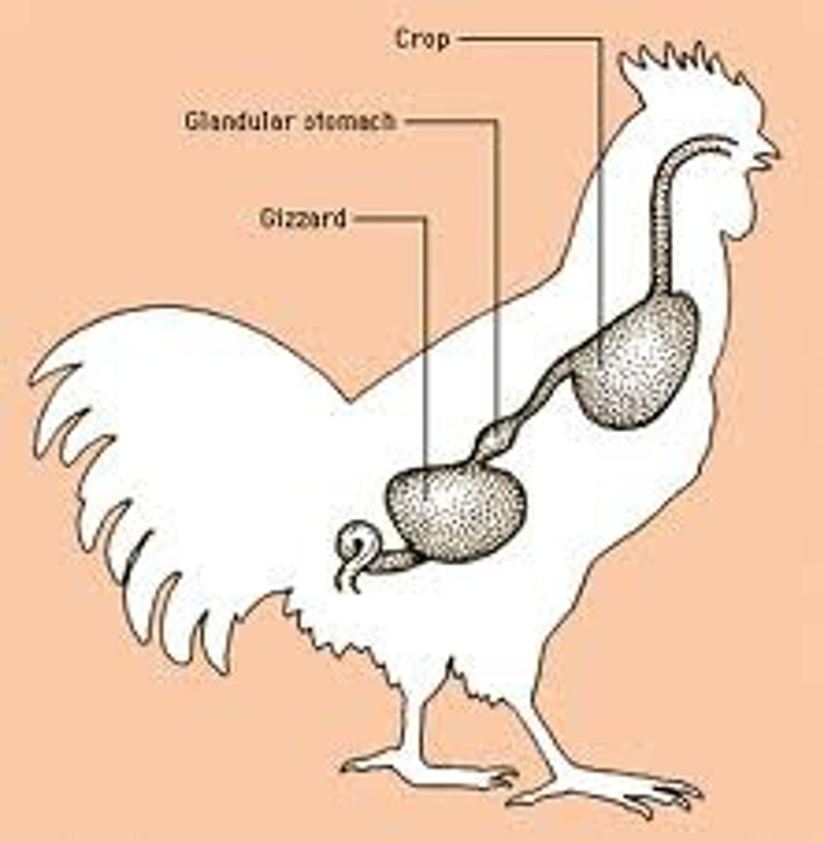 <p>noun<br><br>/ˈɡɪz.ɚd/<br><br>a muscular, thick-walled part of a bird's stomach for grinding food, typically with grit.<br><br>mề gà</p>