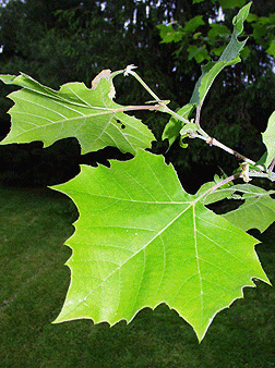 <p>Common Name</p>