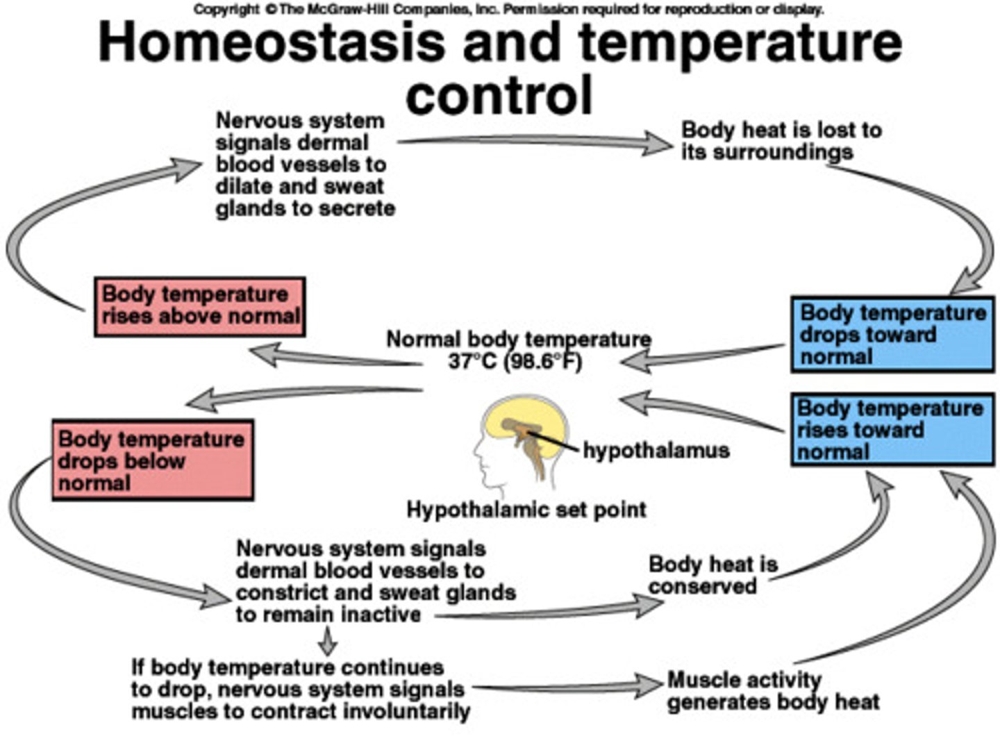 <p>- most organisms, especially those that are warm-blooded are able to maintain a constant body temp. even in colder weather</p><p>- a body of water tends to hold onto its heat such that waters temp. drops slowly</p>