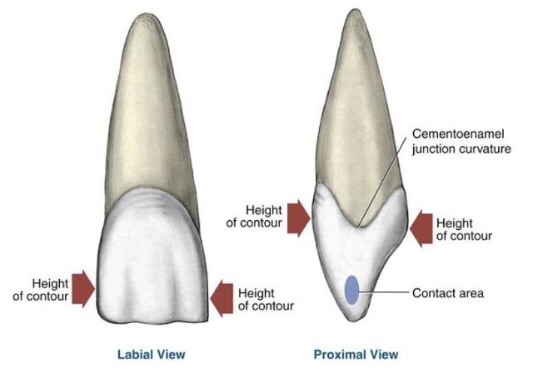<p>HOC (height of contour) increases as you go distal in the mouth</p>