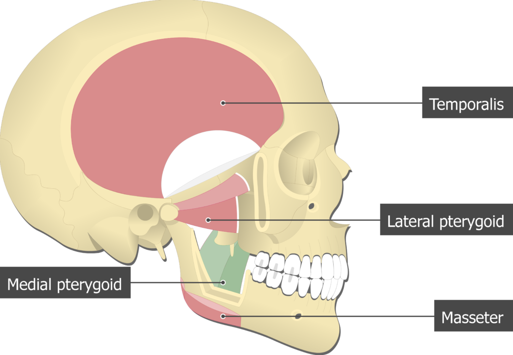 <p>Lateral pterygoid</p>