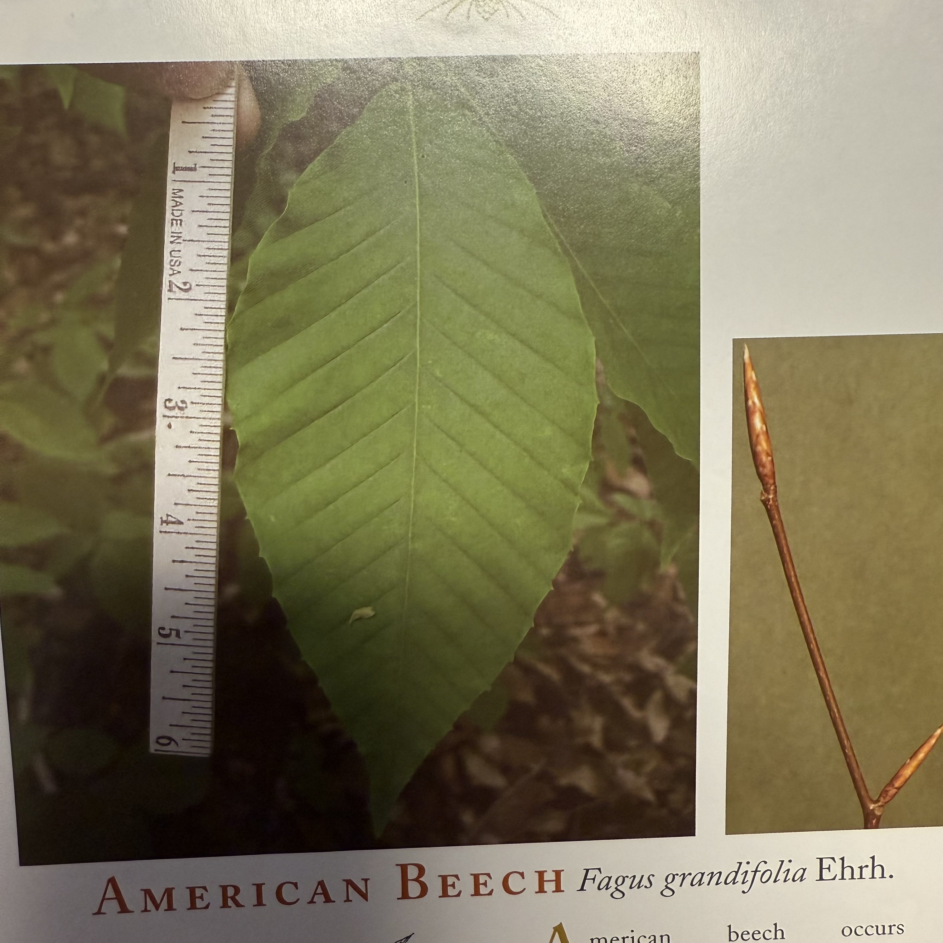 <p>American beech</p>