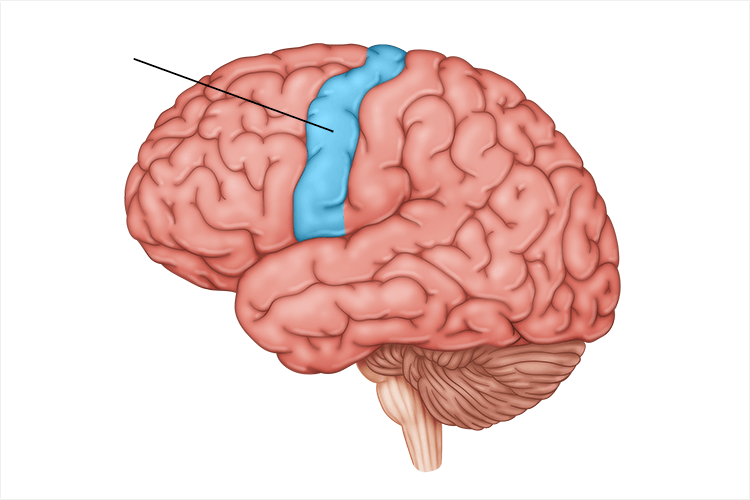 <p>controls <strong>voluntary movements</strong>; part of frontal lobe</p>