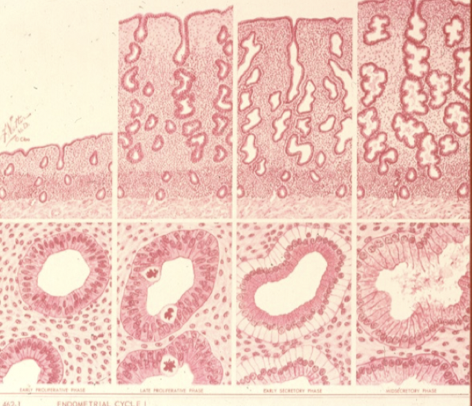 <p><strong>Proliferation</strong> (follikelfas): Här sker många mitoser på grund av österogenpåverkan. </p><p><strong>Sekretorisk</strong> fas (lutealfas): Differentiering av vävnad sker, körtlar aktiveras, det sker glykogeninlagring, kärlinväxt och inga mitoser sker. Hät påverkar både progesteron och österogen. </p>