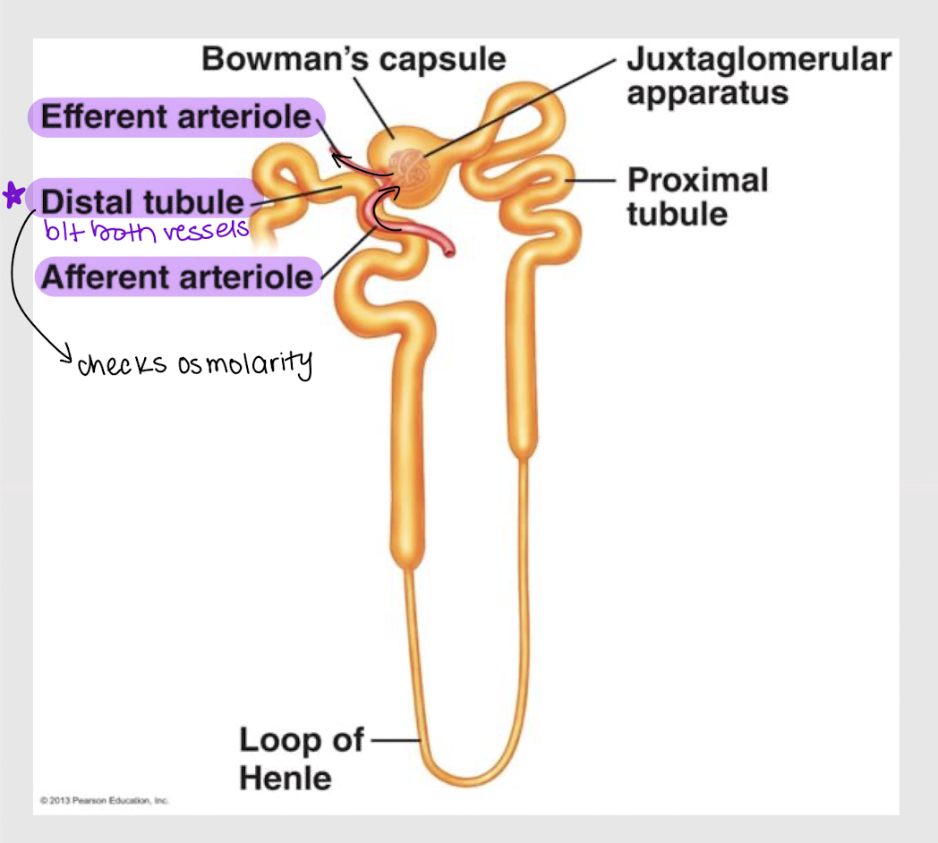 <p>distal; arterioles</p>
