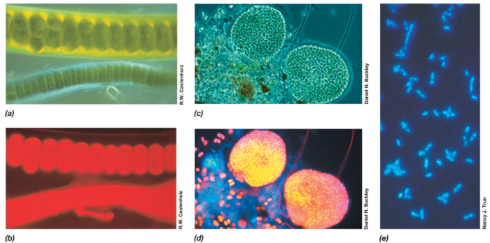 <p>optical microscope that uses fluorescent light instead of scattering light</p>