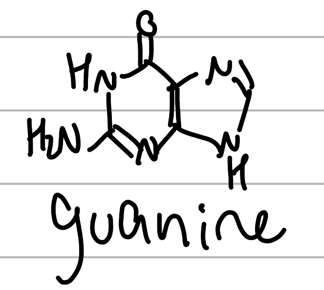 <p>same as adenine, but replace NH2 w carbonyl and add NH2;</p><p>component of NAs</p>
