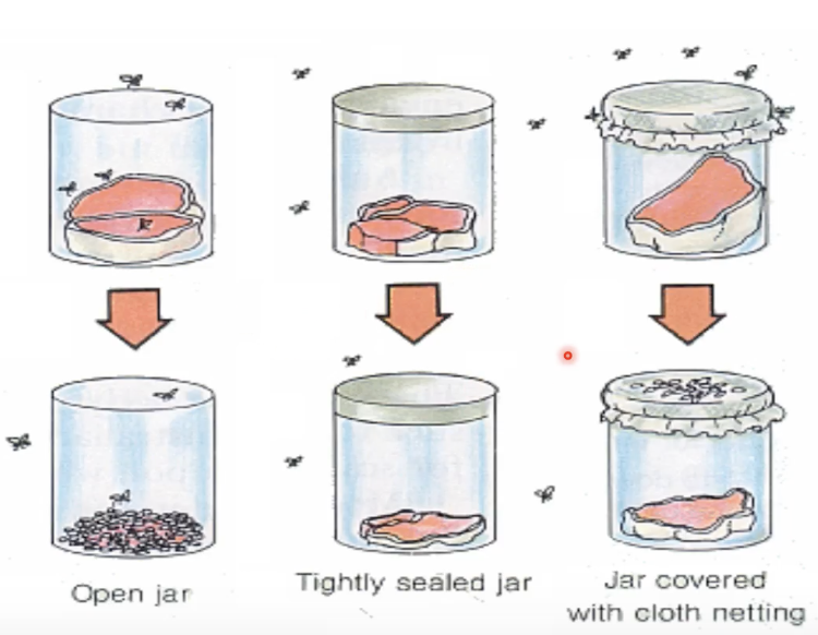 <p>The Spontaneous Generation Theory (Abiogenesis) was <strong>refuted </strong>by <strong>who</strong> by demonstrating the <strong>appearance of maggots</strong> in <strong>decomposing meat</strong> depended on the deposition of eggs by flies?</p>