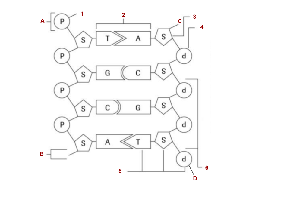 <p>Orientation at D?</p>