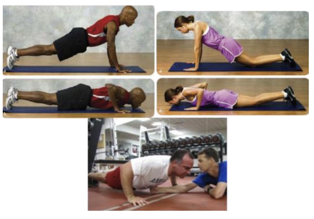 <p>1. The push-up test is administered with men starting in the standard “down” position (hands pointing forward and under the shoulder, back straight, head up, using the toes as the pivotal point) and women in the modified “knee push-up” position (legs together, lower leg in contact with mat with ankles plantar-flexed, back straight, hands shoulder width apart, head up, using the knees as the pivotal point). </p><p>2. The client/patient must raise the body by straightening the elbows and return to the “down” position, until the chin (or chest) touches the mat. The stomach should not touch the mat.</p><p>3. For both men and women, the subject’s back must be straight at all times and the subject must push up to a straight arm position. </p><p>4. The maximal number of push-ups performed consecutively without rest is counted as the score. </p><p>5. The test is stopped when the client strains forcibly or unable to maintain the appropriate technique within two repetitions (or volitional fatigue).</p><p>-no cadence; do as many as you can; is modifiable if needed (ex: can do on bench; what if someone as lots of visceral adiposity?)</p>