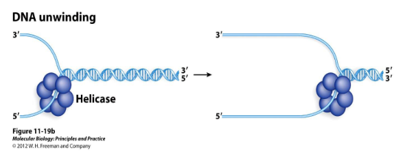 <p>A protein that opens up double-stranded DNA to expose the bases by using the energy of ATP. It moves in only one direction.</p>