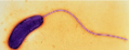 <p>singe flagellum attached on one end</p>