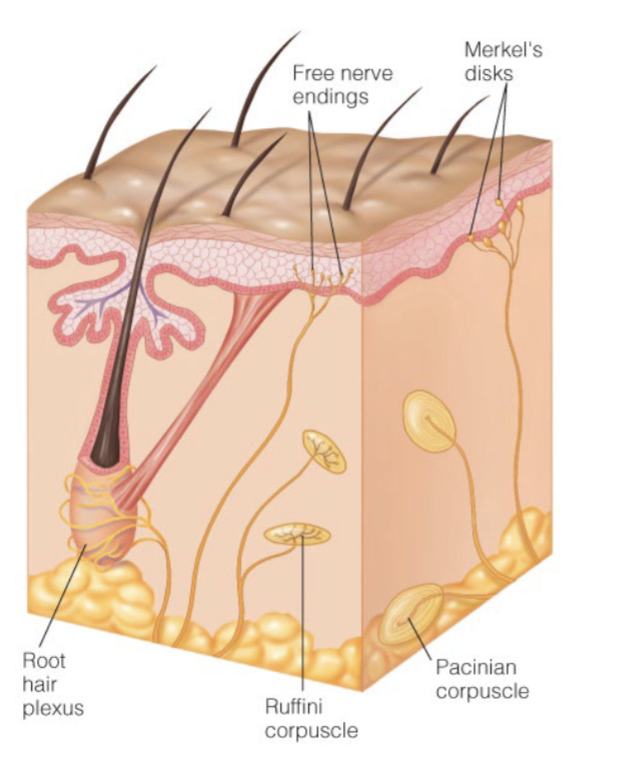 <p>touch receptors</p><p>combination of tonic (Merkel’s disks - for light and fine touch) and phasic (Fuffini corpuscle - sense deep touch - have large receptive fields that don’t overlap as much) receptors which allows for dtection of both transient and sustained stimuli </p>