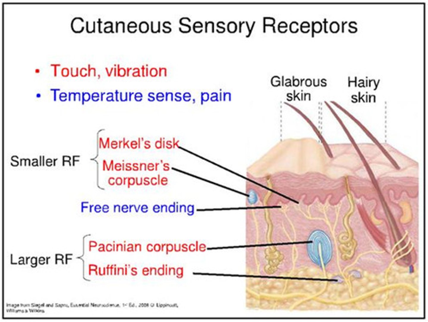 <p>somatosensory receptors</p>