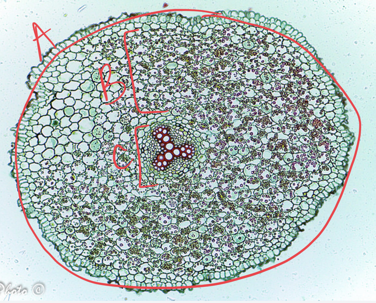 <ul><li><p>is this a stem or root</p></li><li><p>label</p><p></p></li></ul>