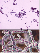 <ul><li><p>Streptococcus thermophilus </p></li><li><p>Circular and in chains </p></li><li><p> Gram+ </p></li><li><p> Involved in acidification in milk and fermentation of dairy products (yogurts and cheese) → Probiotic </p></li><li><p>DGCC7710 strain</p></li></ul><p></p>