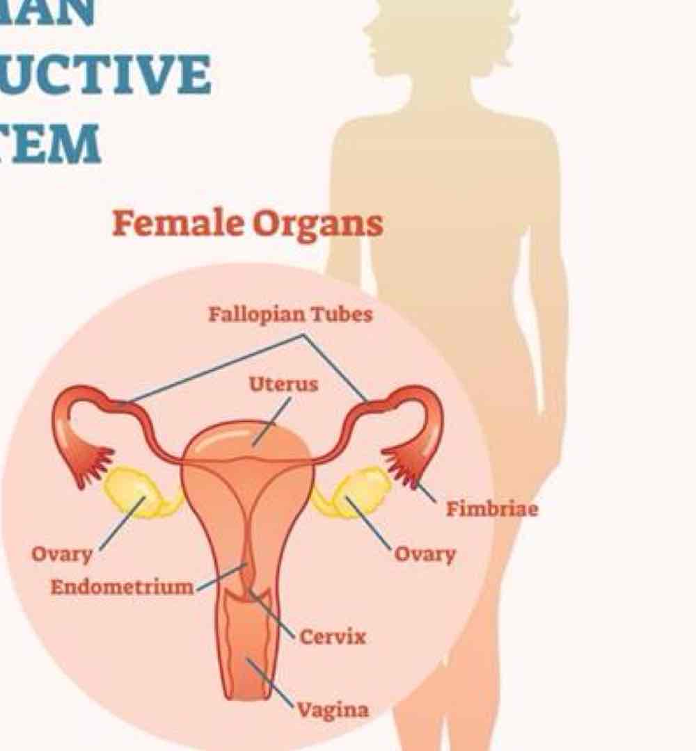 <p>In regards to female organs..</p><ul><li><p>ovaries secrete what two things?</p></li><li><p>uterus houses fetus during ?</p></li><li><p>fallopian tubes transport what?</p></li><li><p>breasts contain ?</p></li><li><p>ovulation, pregnancy, secondary sex characteristics</p></li><li><p>metabolic and bone/CV/brain health</p></li></ul>