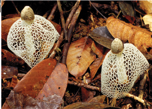 <p>Basidiomycota phylum </p>