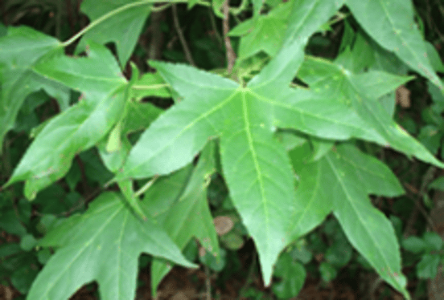 <p>Star-shaped leaves; spiky "gumball" seed pods; campus, Jamesburg.</p>