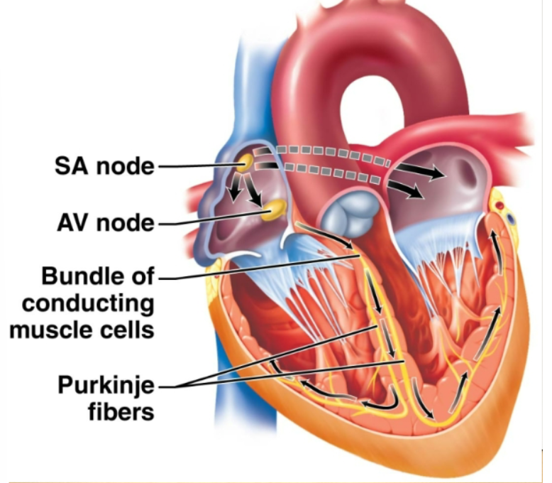 <p>Pacemaker. Located in the right atrium, causes atria to contract. Generates an electrical signal that sets the tempo of the heartbeat.</p>