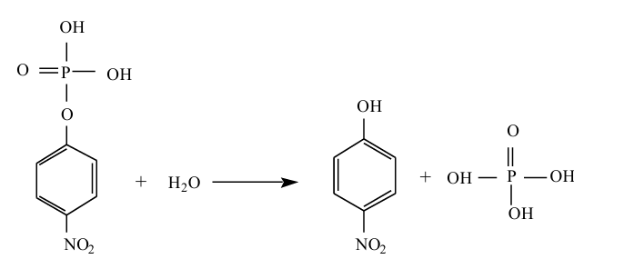 <p>Aquest mètode determina l’acitivitat enzimàtica en la fosfatasa alcalina utilitzant el substrat <strong>p-nitrofenil fosfat</strong> el qual, un cop hidrolitzat dona com a producte una substància cromòfora a pH bàsic: el <strong>p-nitrofenol</strong> </p><p></p><p><strong>La quantitat de producte format per unitat de temps és proporcional a l’activitat enzimàtica. </strong></p>