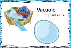 <p>Vacuole is a …</p>