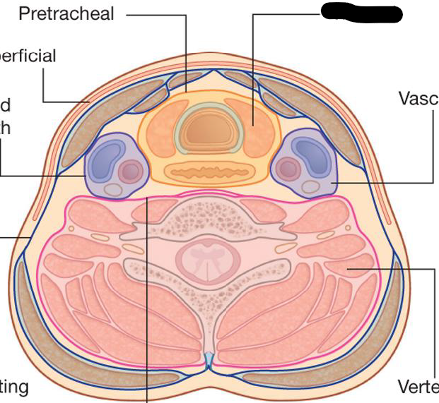 <p>What are the compartments of the Neck</p>