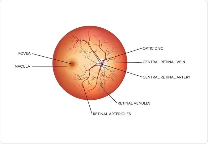 <p>The 'blind spot' where the optic nerve exits the eye; lacks photoreceptors.</p>