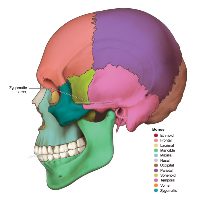 <p>Skull Landmark: </p>