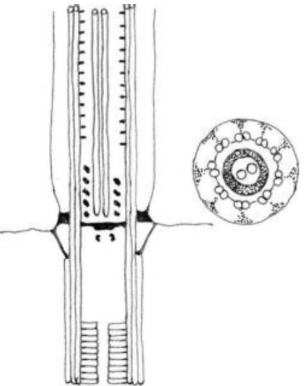 <ul><li><p>1 basal plate</p></li><li><p>contains transitional helix</p></li></ul><p></p>