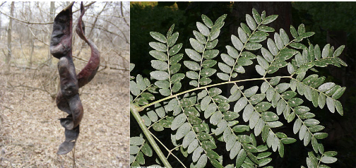 <p>Family<br>Genus<br>Species<br>Common Name</p>