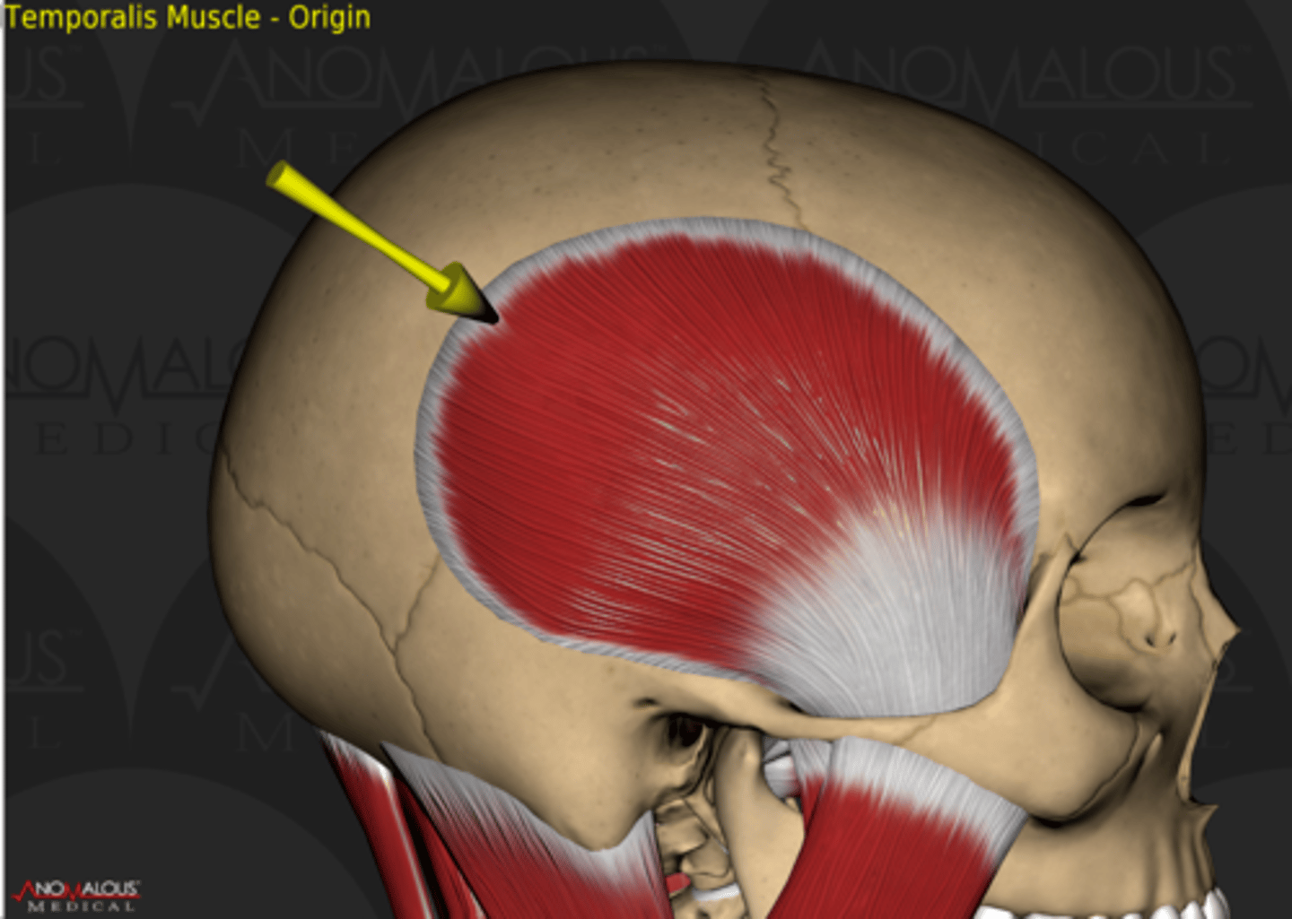 <p>originates on the temporal fossa; inserts on the coronoid process and ramus of the mandible</p>