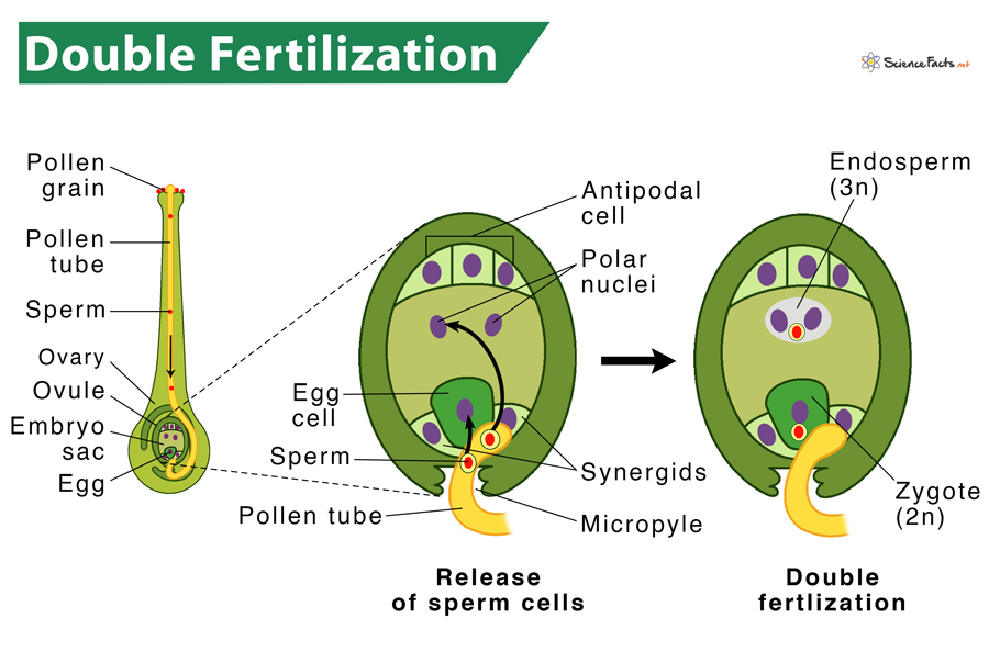 <p>What happens in double fertilization?</p>